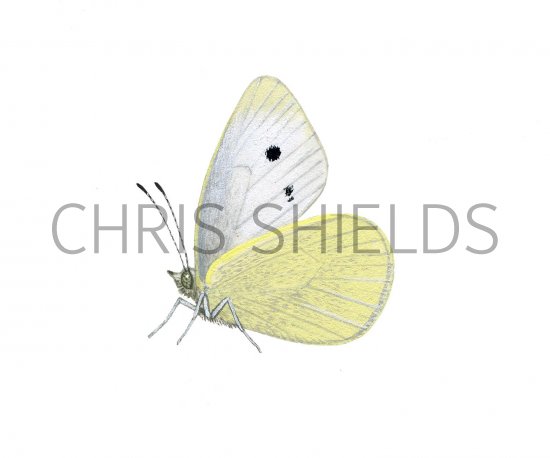 Illustration of Small White (Artogeia rapae) (#2169)