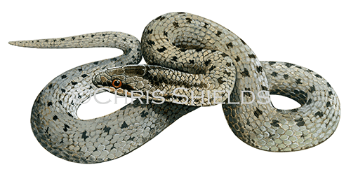 Illustration of Smooth Snake (Coronella austriaca) (#1358)