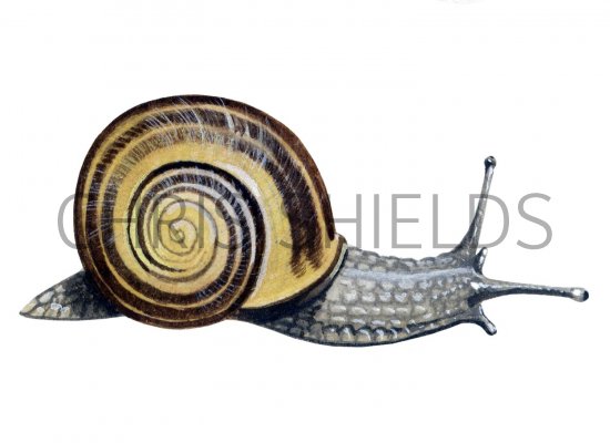 Illustration of Snail (Brown-lipped) Cepaea nemoralis (#1469)