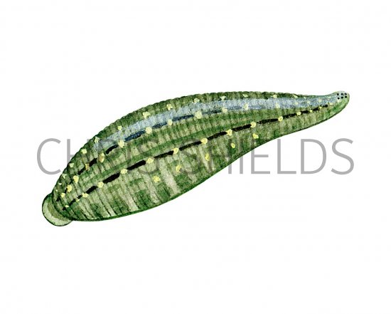 Illustration of Snail Leech (Glossiphonia complanata) (#2278)