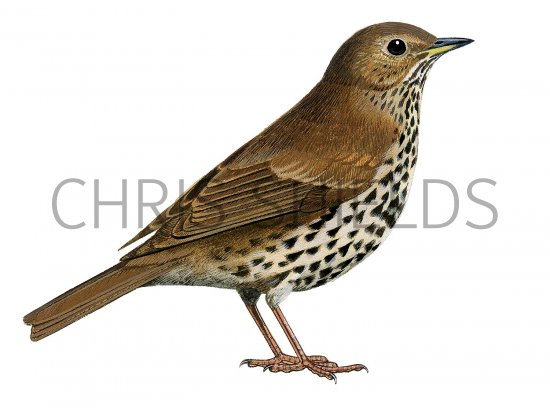 Illustration of Song Thrush (Turdus philomelos) (#1210)