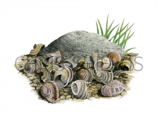 Illustration of Song Thrush Anvil (#4160)