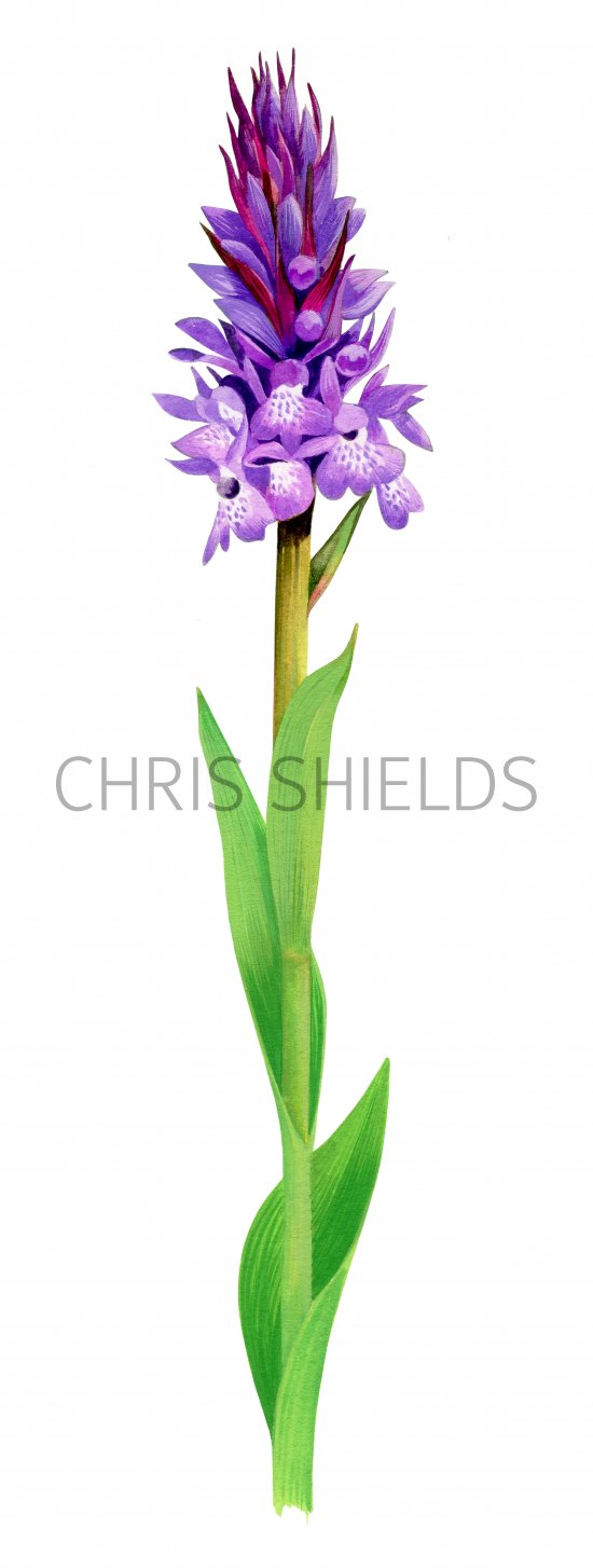 Illustration of Southern Marsh Orchid (Dactylorhiza praetermissa) (#3382)
