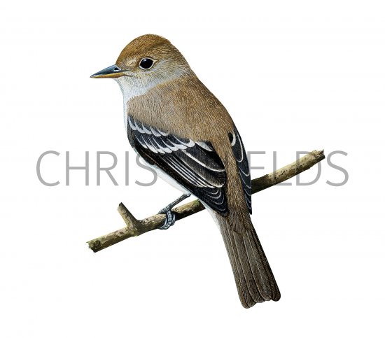 Illustration of Southwestern Willow Flycatcher (#3694)