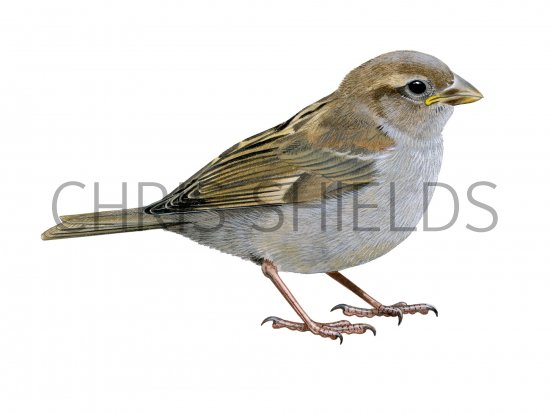 Illustration of Sparrow (House) juvenile (Passer domesticus) (#4168)