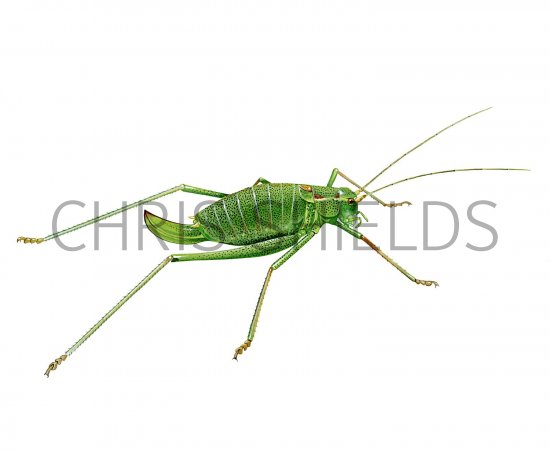 Illustration of Speckled bush cricket (Leptophyes punctatissima) (#2684)