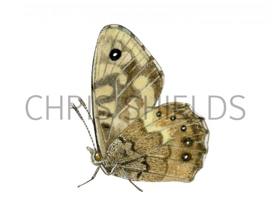 Illustration of Speckled Wood (Pararge aegeria) (#2987)