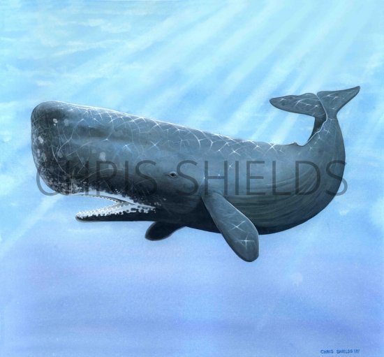 Illustration of Sperm Whale (Physeter macrocephalus) (#0264)