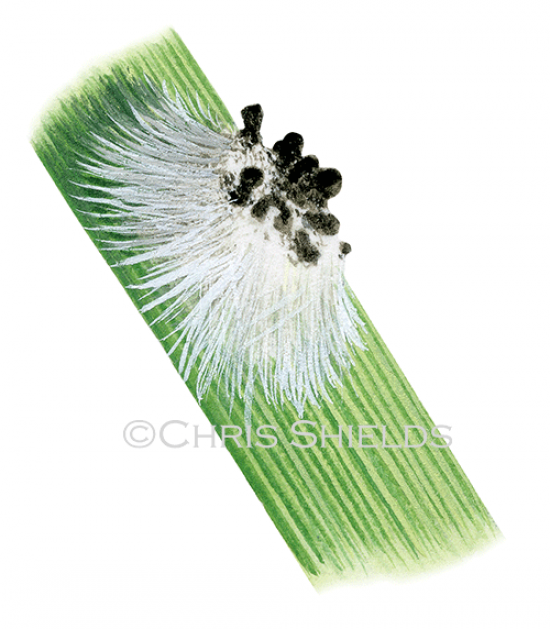 Illustration of Spider Egg Sac (Tetragnatha sp.) (#2915)