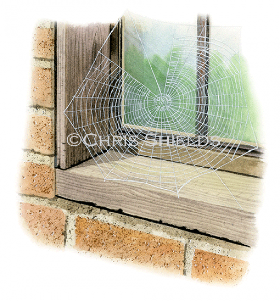 Illustration of Spider Web (Zyglella x-notata) (#2913)