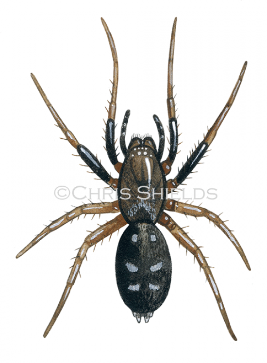 Illustration of Spider (phaeocedus braccatus) (#4707)