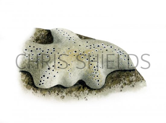 Illustration of Sponge (Pachymatisma johnstonia) (#1828)