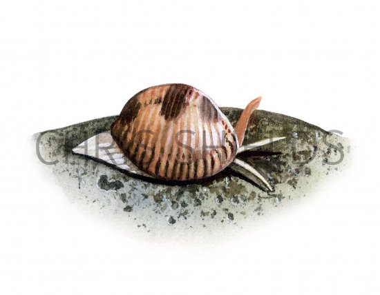 Illustration of Spotted Cowry (Trivia monacha) (#1848)