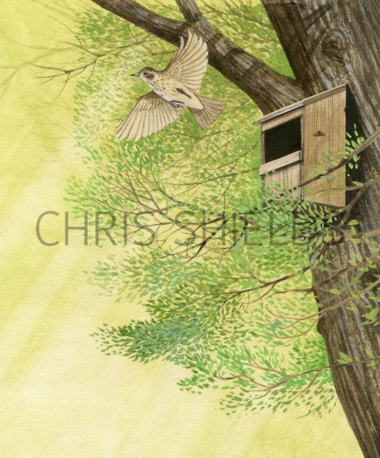 Illustration of Spotted Flycatcher (Muscicapa striata) (#4367)