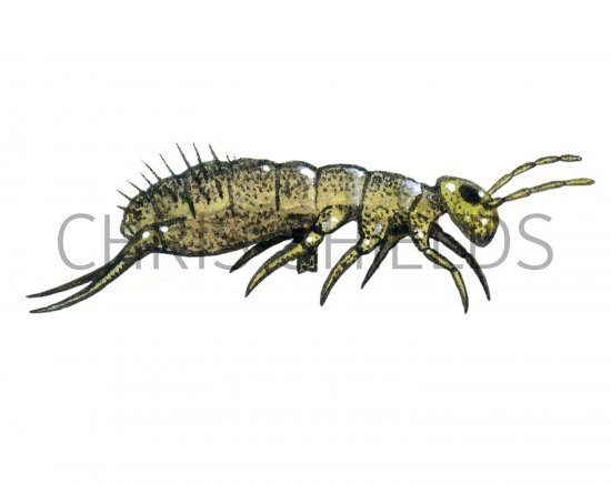 Illustration of Springtail (Isotomurus palustris) (#1715)