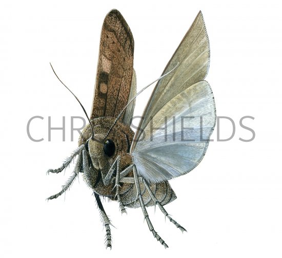 Illustration of Square-spot Rustic Moth (Xestia xanthographa) (#2314)