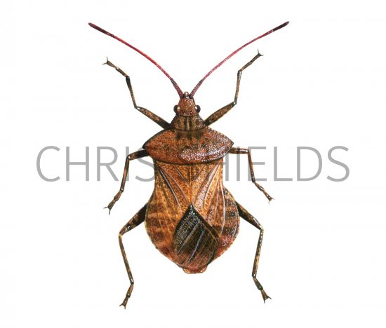 Illustration of Squash Bug (Coreus Marginatus) (#1703)