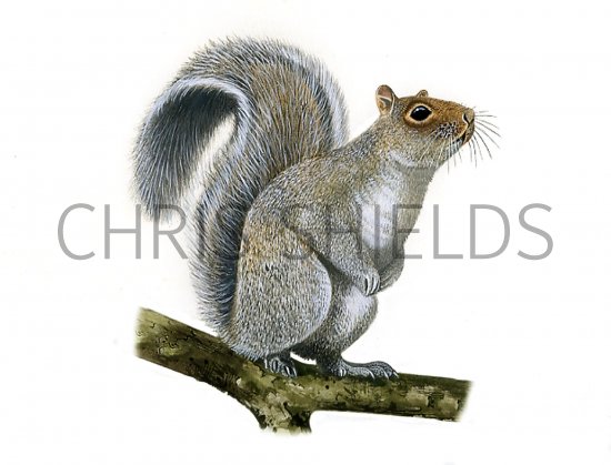 Illustration of Squirrel (Grey) Sciurus carolinensis  (#0582)