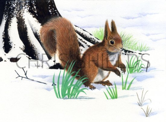 Illustration of Squirrel (Red) Sciurus vulgaris (#1412)