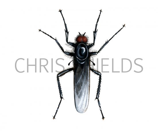 Illustration of St. Mark's Fly (Bibio marci) (#2034)