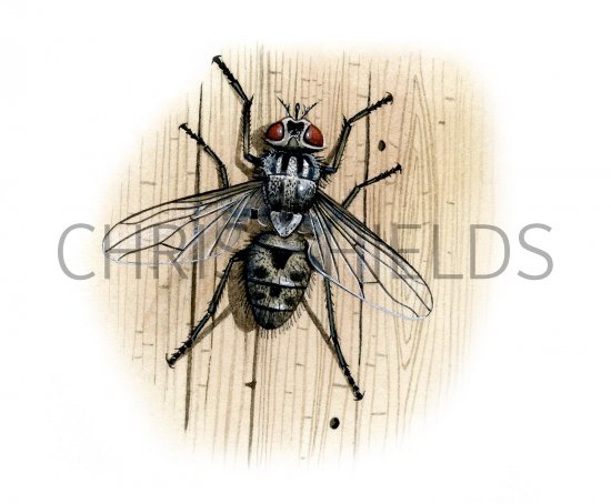 Illustration of Stable Fly (Stomoxys calcitrans) (#2362)