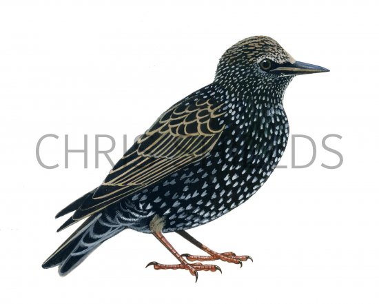 Illustration of Common Starling winter (Sturnus vulgaris) (#1183)