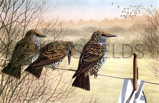 Illustration of Common Starlings (Sturnus vulgaris) (#1825)