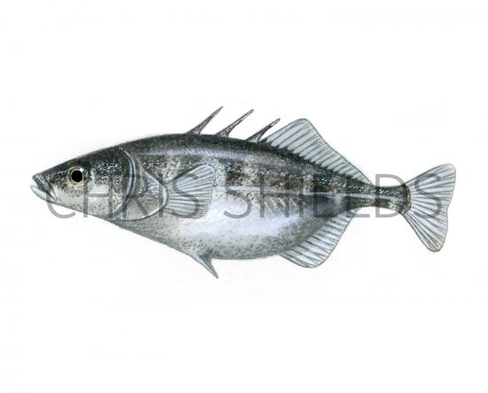Illustration of Stickleback (Three-spined female) Gasterosteus aculeatus (#0192)
