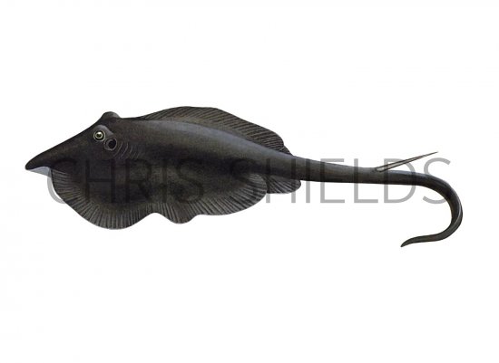 Illustration of Stingray (Dasyatis pastinaca) (#2692)