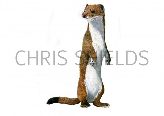 Illustration of Stoat (Mustela erminea) (#0566)