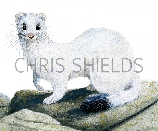 Illustration of Stoat (Mustela erminea) (#2489)
