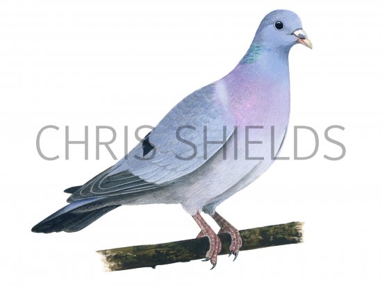 Illustration of Stock dove (Columba oenas) (#1235)