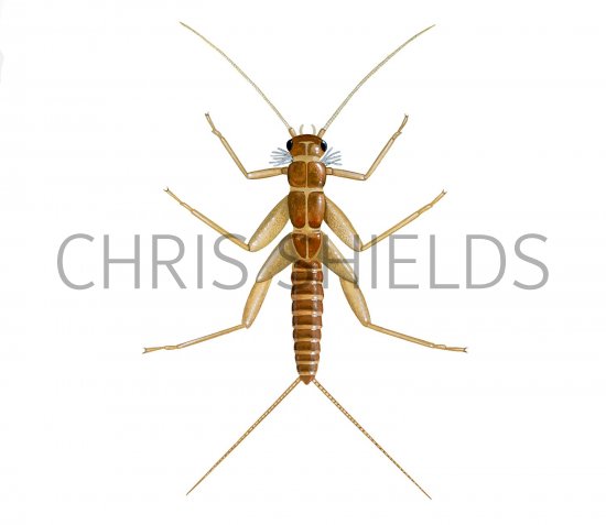 Illustration of Stonefly Larvae (Amphinemura standfussi) (#2844)