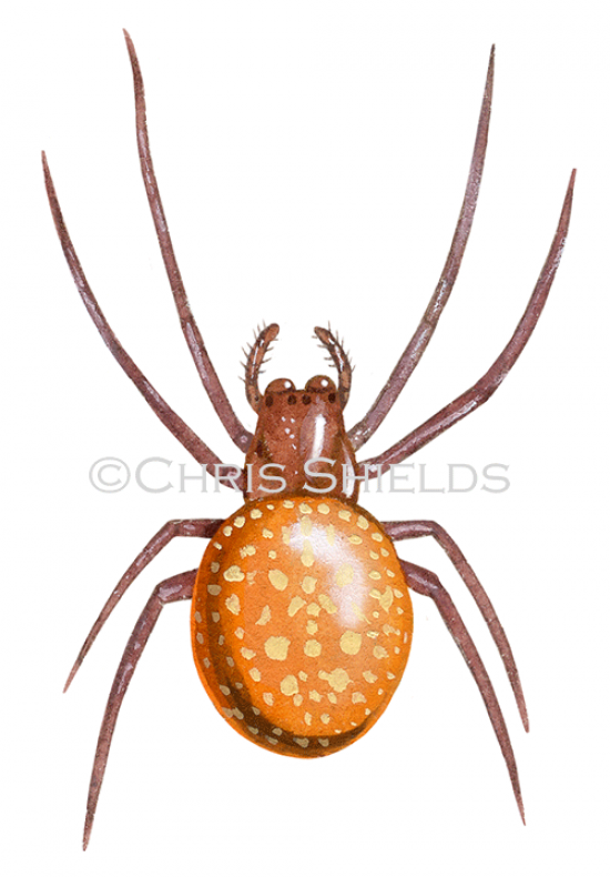 Illustration of Strawberry Spider (Araneus alsine) (#2637)