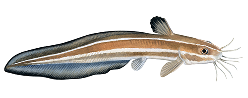 Illustration of Striped eel catfish�(Plotosus lineatus) (#4414)