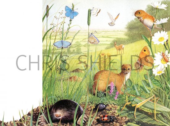 Illustration of Summer Country Scene (#2753)