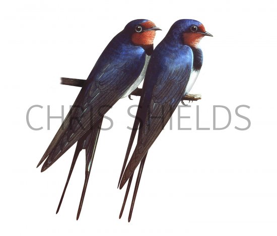 Illustration of Swallow (Hirundo rustica) (#3652)