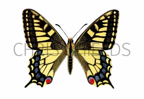 Illustration of Swallowtail Butterfly (Papilio machaon) (#0333)