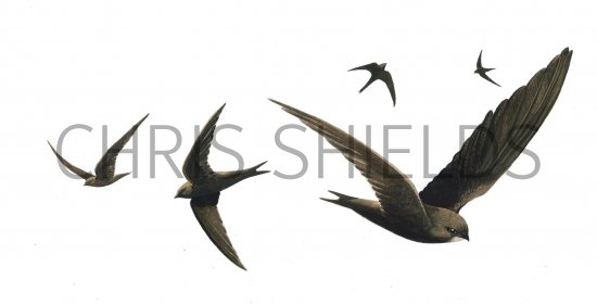Illustration of Swift (Apus apus) (#0435)