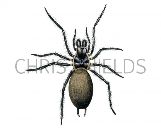 Illustration of Sydney funnel-web spider (Atrax robustu).jpg (#2752)