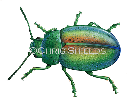 Illustration of Tansy beetle (Chrysolina graminis) (#4501)