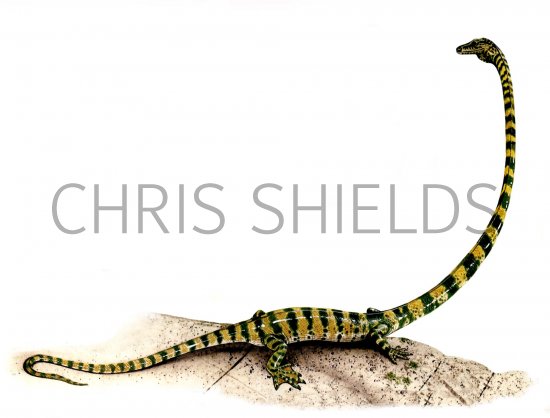 Illustration of Tanystropheus (#0089)