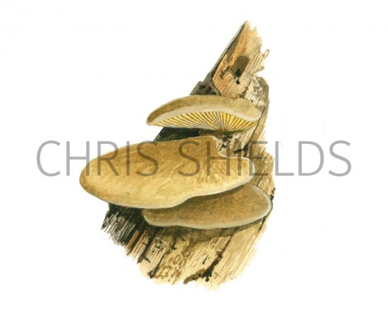 Illustration of Tapinella panuoides (Oyster Rollrim) (#2000)