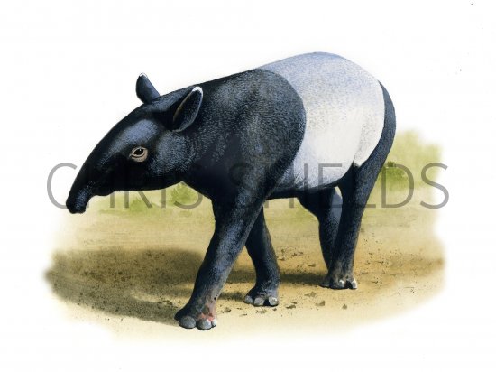 Illustration of Tapir - Malayan (Tapirus indicus) (#0286)