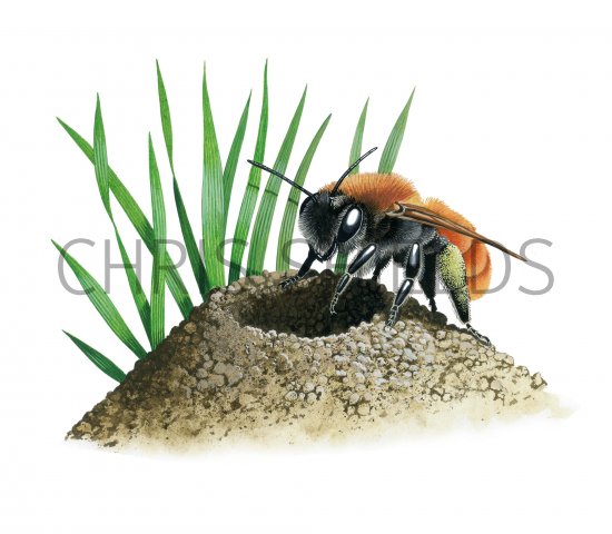 Illustration of Tawny Mining Bee (Andrena fulva) (#3805)