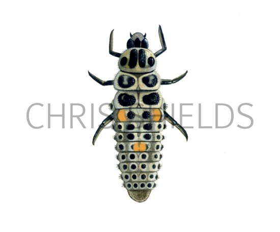 Illustration of Ten-spot Ladybird Larvae (Adalia 10-puntata) (#1786)