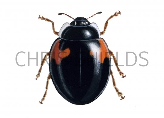 Illustration of Ten-spot Ladybird f. bimaculata (Adalia 10-punctata) (#0910)