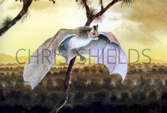 Illustration of Tent-building Bat (Uroderma bilobatum)  (#1098)
