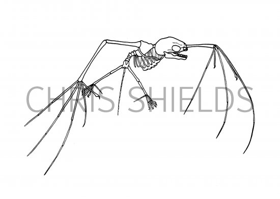 Illustration of Tent-building Bat Skeleton (#1103)
