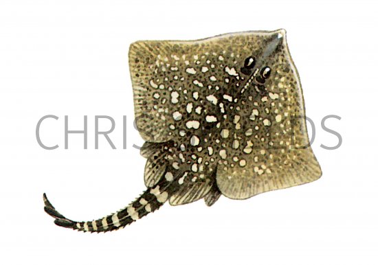 Illustration of Thornback Ray (Raja Claveta) (#0187)
